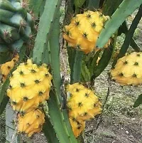 Cloud Farm Dragon Fruit Pack of 5- Yellow Skin With White Flesh Hybrid Plant.-thumb1