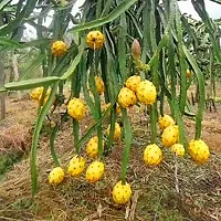 Cloud Farm Dragon Fruit Pack of 5- Yellow Skin With White Flesh Hybrid Plant.-thumb2