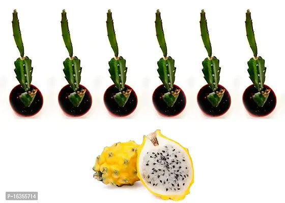 Cloud Farm Dragon Fruit Pack 6- Yellow Skin White Flesh- Hybrid Plant.