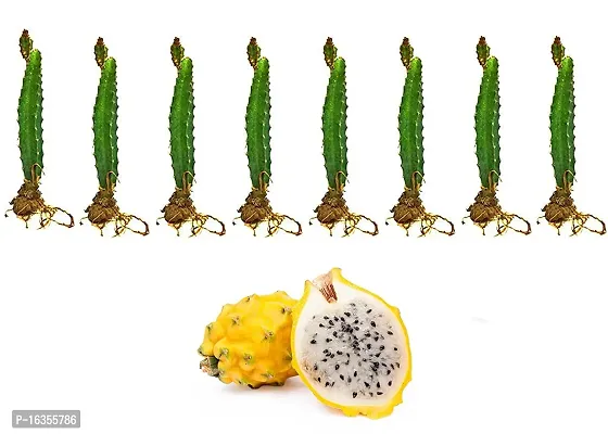 Cloud Farm Dragon Fruit Pack of 8- Yellow Surface with White Skin Hybrid Plant