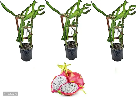 Cloud Farm Dragon Fruit Pack of 3-Hybrid Plant-Pink Surface With White Flesh.