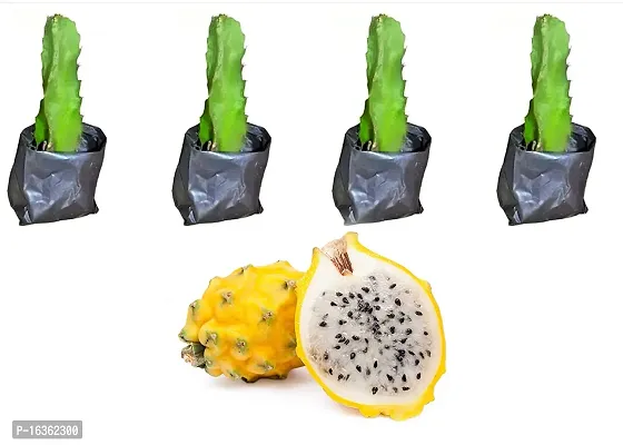 Cloud Farm Dragon Fruit Combo Pack of 4-Yellow Surface With White Skin- Hybrid Plant.