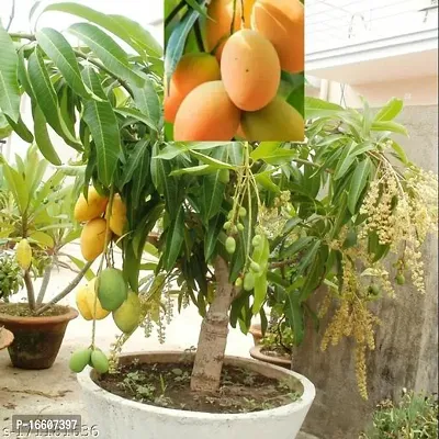 Cloud Farm Hybrid Rainbow Mango Plant