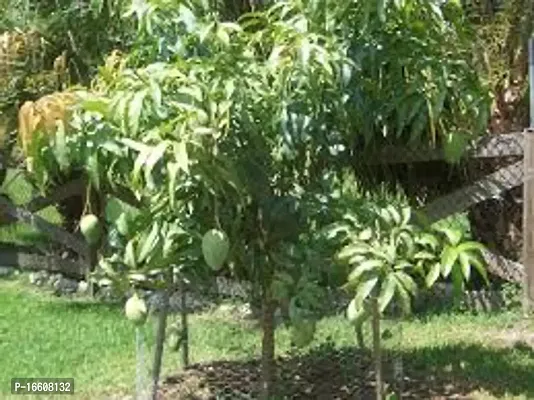 Cloud Farm Hybrid  Pahutan/Pajo Mango Plant