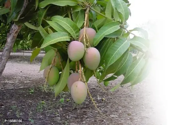 Cloud FARM Hybrid Vanraj Mango Plant