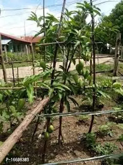 Cloud Farm Hybrid Khieo Sawoei Sampran Mango Plant