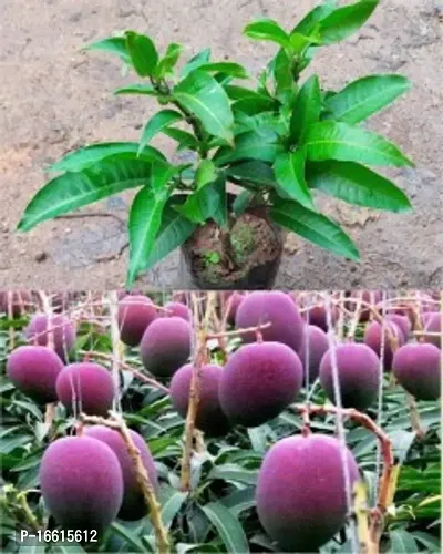 Cloud Farm Hybrid Amrapali Mango Plant