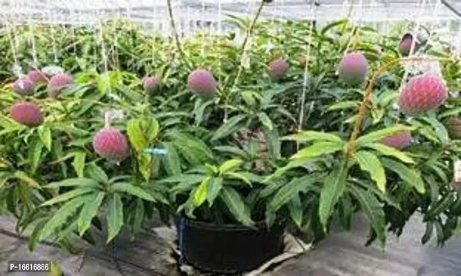 Cloud Farm Hybrid  Palmer Mango Plant