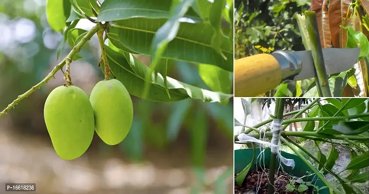 Cloud Farm Hybrid Imam Pasand Grafted  Mango Plant-thumb0