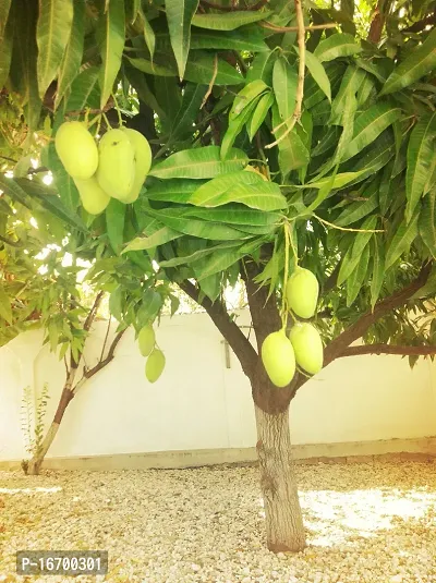 Cloud Farm Hybrid  Chok Anan Grafted Mango Plant