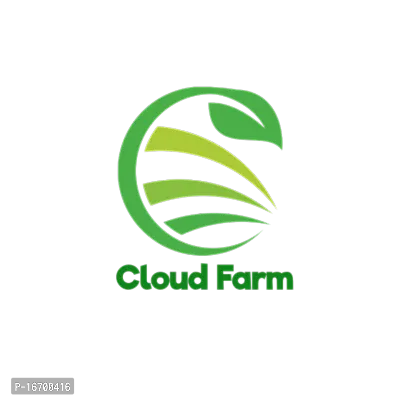 Cloud Farm Hybrid Kent Grafted Mango Plant-thumb2