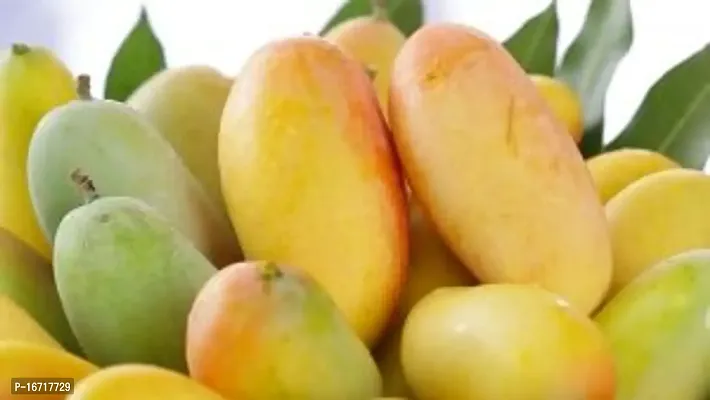 Cloud Farm Hybrid  Ivory Grafted Mango Plant
