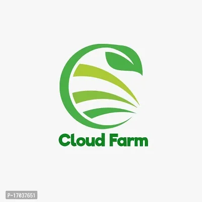 Cloud Farm High Yielding Tropical White Air Layered Hybridnbsp;Plant [CF171]-thumb2