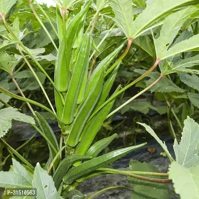 Okra or Lady Finger (bhindi) Hybrid Seeds, Vegetable Seeds For Home  Garden, Quality Seeds-thumb0