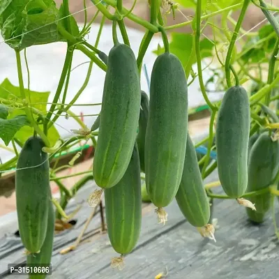 Cucumber (Kheera) Hybrid Seeds Indian Vegetable Seeds For Home-thumb0