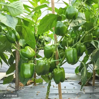 Capsicum (Hari Shimla Mirch) Seeds F1 Hybrid Indian Vegetable Seeds For Home  Garden-thumb0