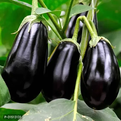 Brinjal Seeds Black Hybrid (Black Baingan/eggplant Indian Vegetable Seeds For Home Garden-thumb0