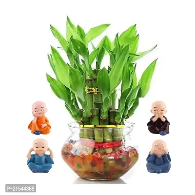 Flora solutions .Two layer lucky bamboo plant with pot