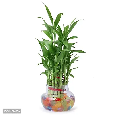 Flora solutions 2 layer lucky bamboo plant