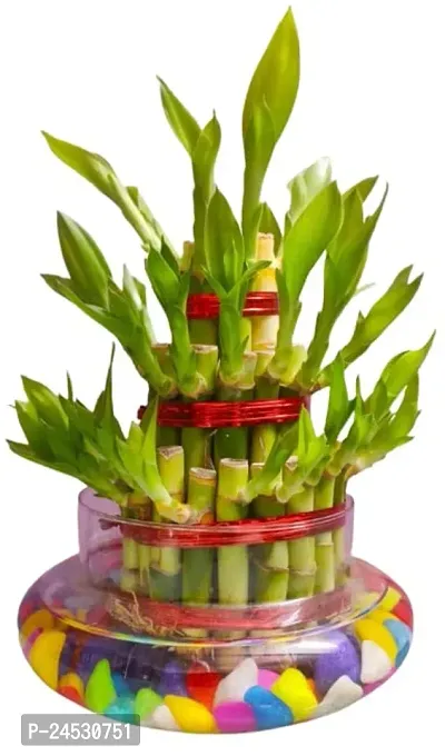 FLORA SOLUTIONS 3 Layer Lucky Bamboo Plant with Glass Pot  Colorful Stones