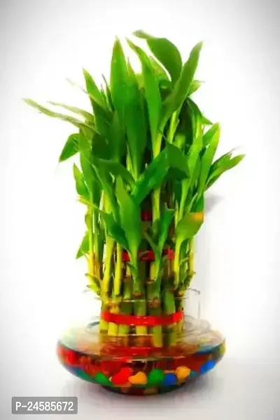 FLORA SOLUTIONS 3 Layer Lucky Bamboo Plant with Glass Pot  Colorful Stones