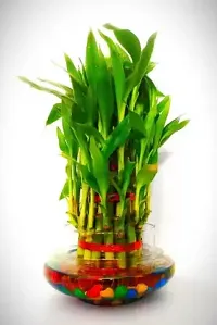 FLORA SOLUTIONS 3 Layer Lucky Bamboo Plant with Glass Pot  Colorful Stones-thumb1