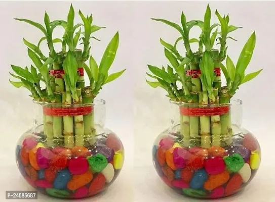 Flora solutions 2 layer lucky bamboo plant set off 2-thumb0