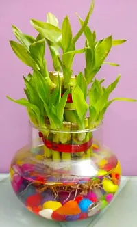 Flora solutions 2 layer lucky bamboo plant set off 2-thumb1
