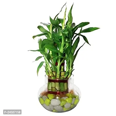 FLORA SOLUTIONS 2  Layer Lucky Bamboo Plant with Glass Pot