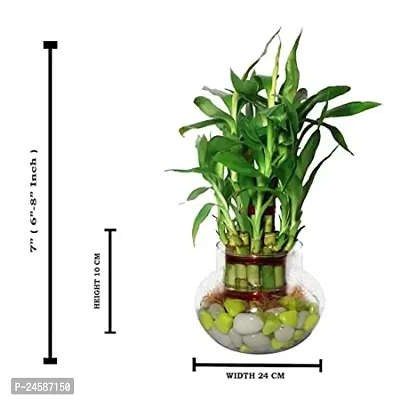 FLORA SOLUTIONS 2  Layer Lucky Bamboo Plant with Glass Pot-thumb2