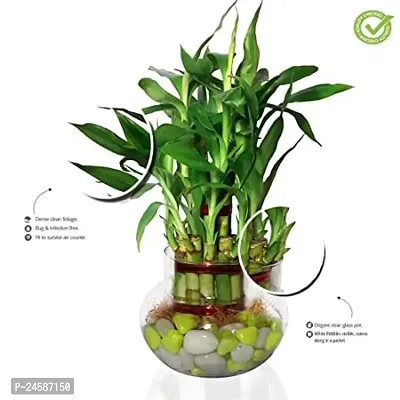 FLORA SOLUTIONS 2  Layer Lucky Bamboo Plant with Glass Pot-thumb3