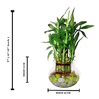 FLORA SOLUTIONS 2  Layer Lucky Bamboo Plant with Glass Pot-thumb1