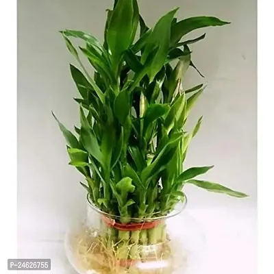 FLORA SOLUTIONS 3 Layer Lucky Bamboo Plant with Glass Pot-thumb0