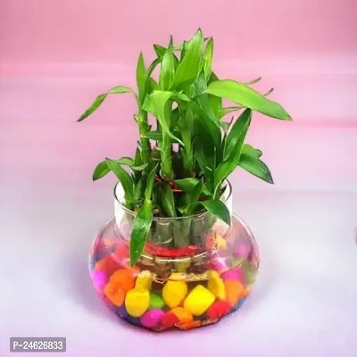 FLORA SOLUTIONS 2  Layer Lucky Bamboo Plant with Glass Pot  and colourful stones-thumb0