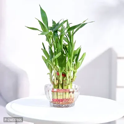 FLORA SOLUTIONS 2  Layer Lucky Bamboo Plant with glass pot