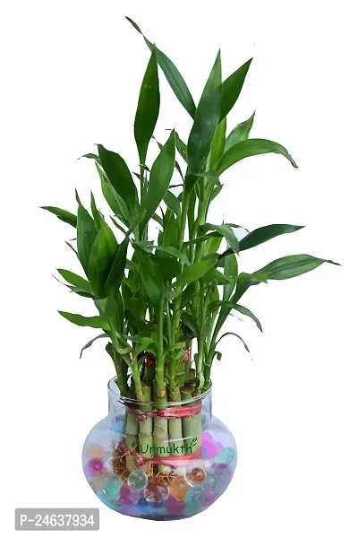 2 Layer Lucky Bamboo Plant with Glass Pot