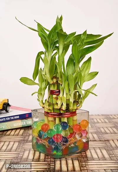 FLORA SOLUTIONS 2 Layer Lucky Bamboo Plant with  square Glass Pot-thumb0