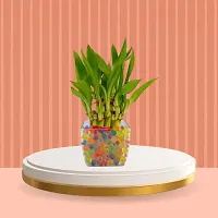 FLORA SOLUTIONS 2 Layer Lucky Bamboo Plant with  square Glass Pot-thumb1