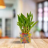 FLORA SOLUTIONS 2 Layer Lucky Bamboo Plant with  square Glass Pot-thumb2