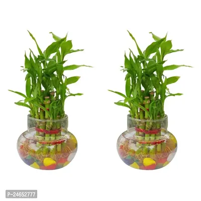 FLORA SOLUTIONS 3 Layer Lucky Bamboo Plant with Glass Pot  Colorful Stones