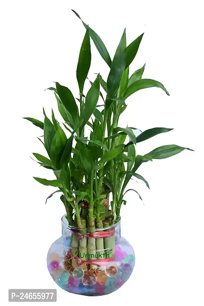 FLORA SOLUTIONS 2  Layer Lucky Bamboo Plant with Glass pot