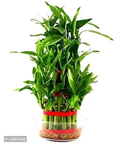 2  Layer Lucky Bamboo Plant with Glass Pot