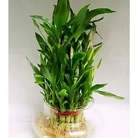 2  Layer Lucky Bamboo Plant with Glass Pot-thumb1