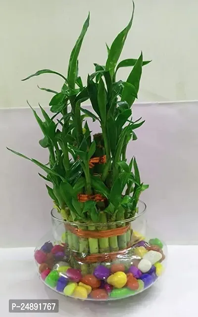 FLORA SOLUTIONS 2  Layer Lucky Bamboo Plant with Glass Pot colourful stone-thumb0