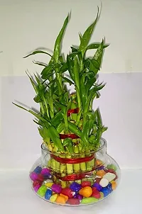 FLORA SOLUTIONS 2  Layer Lucky Bamboo Plant with Glass Pot colourful stone-thumb2