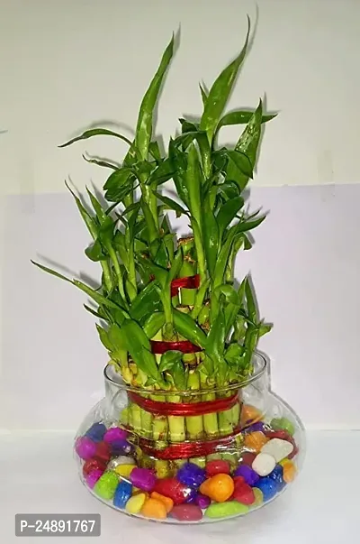 FLORA SOLUTIONS 2  Layer Lucky Bamboo Plant with Glass Pot colourful stone-thumb3