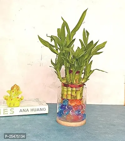 FLORA SOLUTIONS 2  Layer Lucky Bamboo Plant with Glass Pot