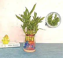 FLORA SOLUTIONS 2  Layer Lucky Bamboo Plant with Glass Pot-thumb1