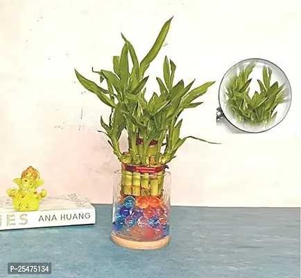 FLORA SOLUTIONS 2  Layer Lucky Bamboo Plant with Glass Pot-thumb2