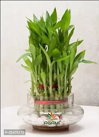 FLORA SOLUTIONS 3 Layer Lucky Bamboo Plant with Glass Pot  white Stones